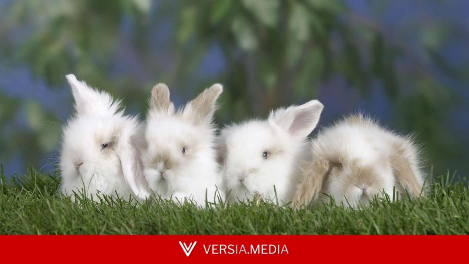 Vegan pregnancy tests and other eco wins this week