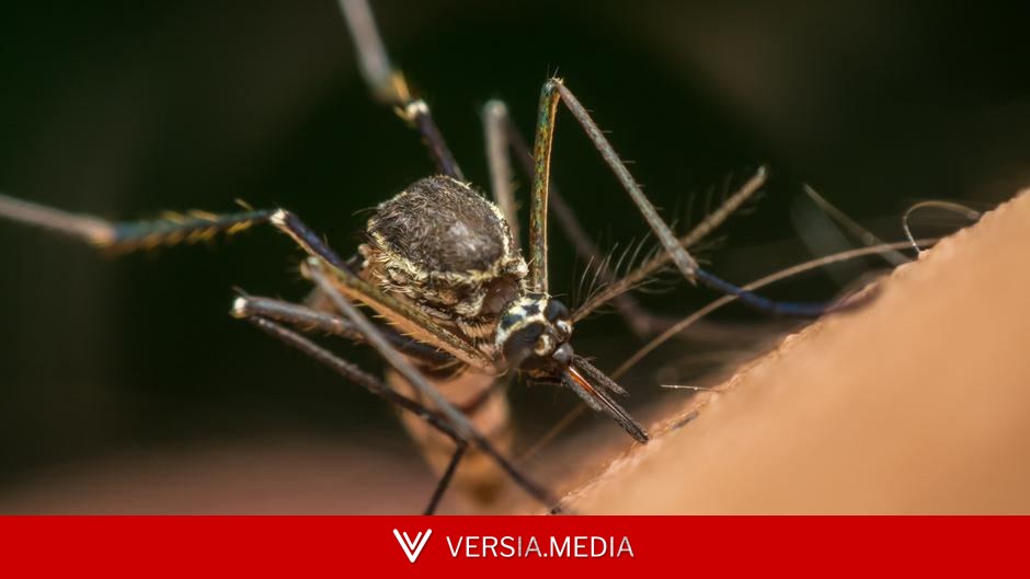 Google mosquito army: Scientists say 'we must take action' — World News | Versia.media
