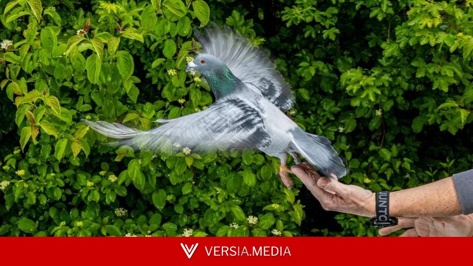 Pigeons' livers may enable magnetic navigation when the sun doesn't shine, study finds — World News | Versia.media