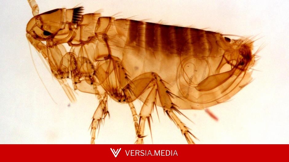 The plague is as deadly today as in the Middle Ages