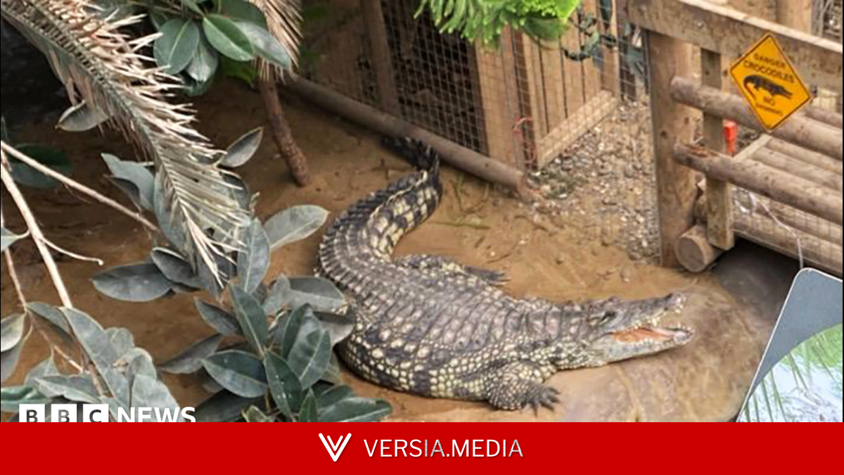 Family of boy attacked by crocodile thank zoo staff who rescued him