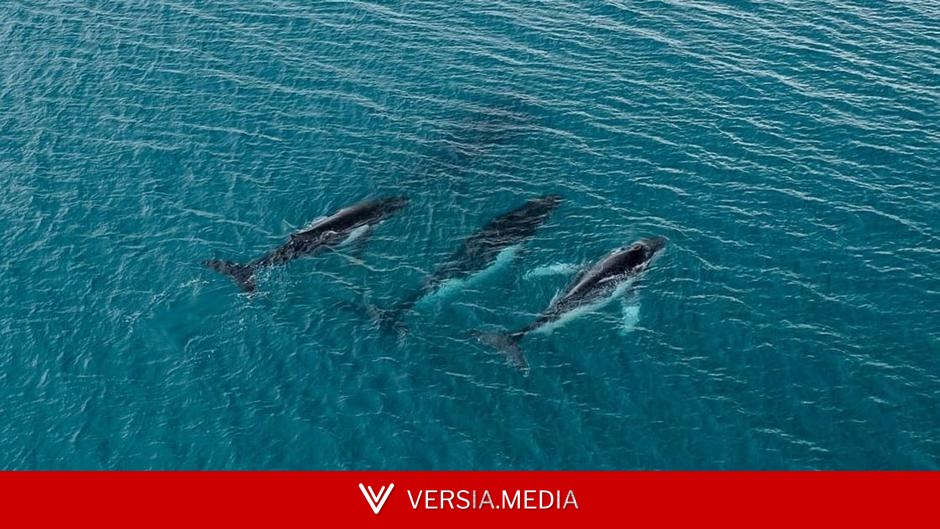 Researchers spot humpback whales off Australia and Brazil — longest lifetime journey on record — World News | Versia.media