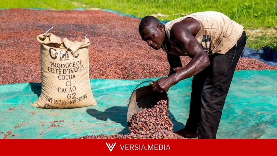 How the cocoa price crash is crushing West African farmers