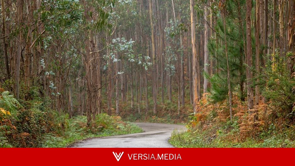 The Australian tree reshaping the world's wildfires