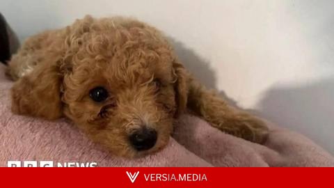 Dog owner claims groomer sliced pet's nipple and superglued it back together